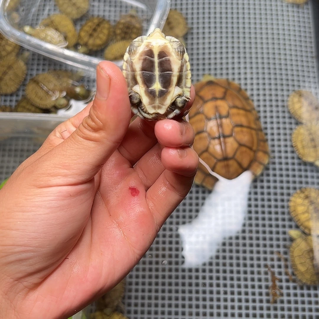 母绿毛龟?****✧2号 38