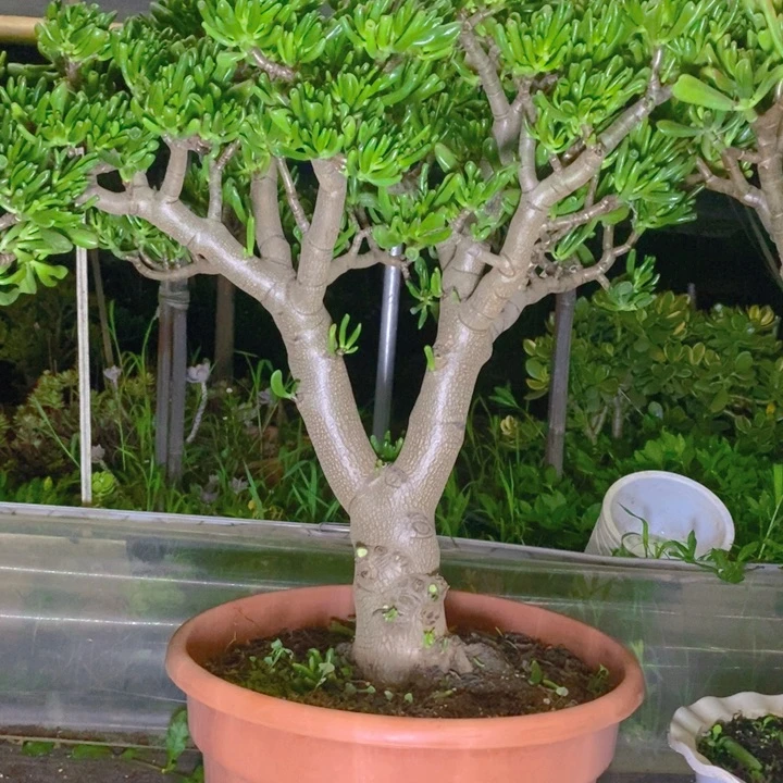 502大吸财树一物一拍