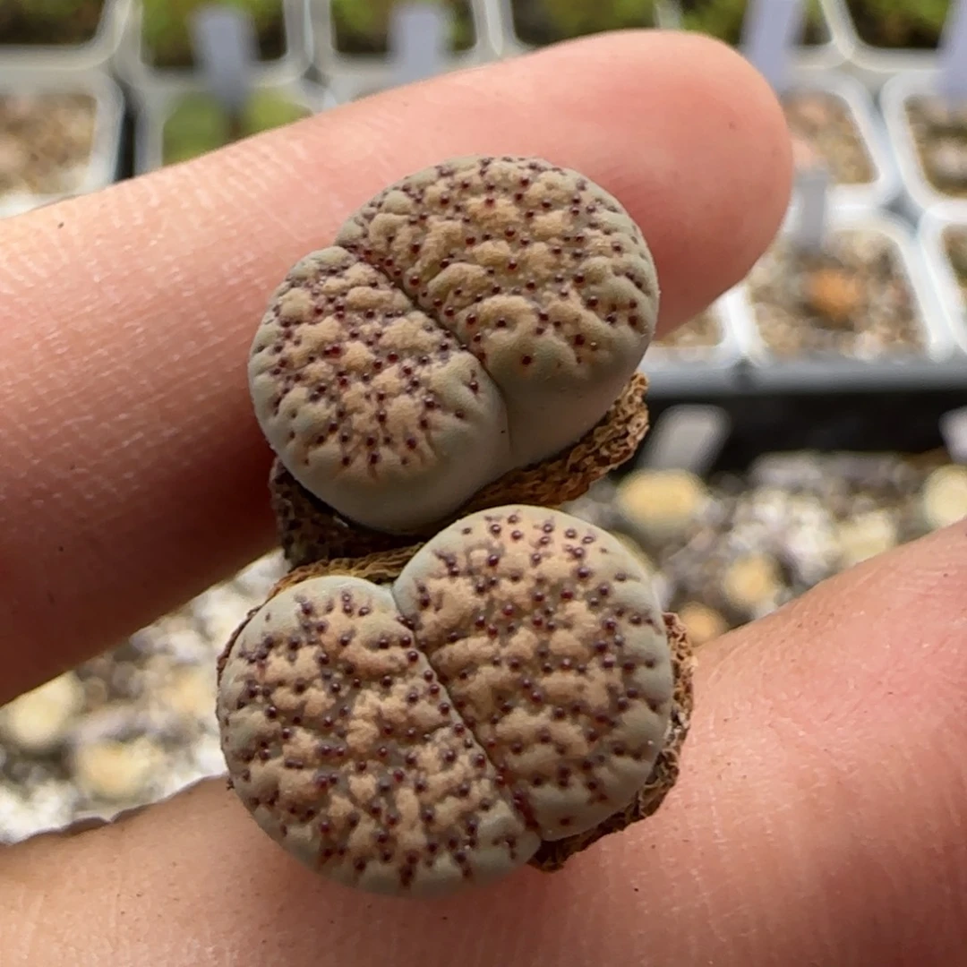 6.24。159红花变异。8023