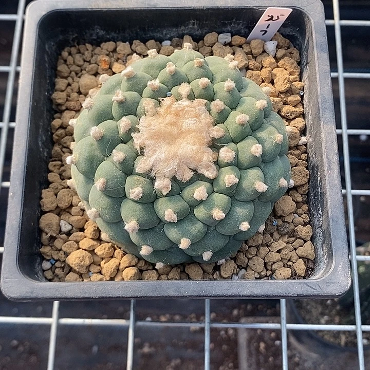 旋转佛头海鲜，一物一拍