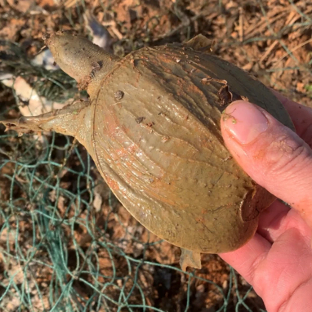 中华甲鱼外塘冷水养殖活力100活体