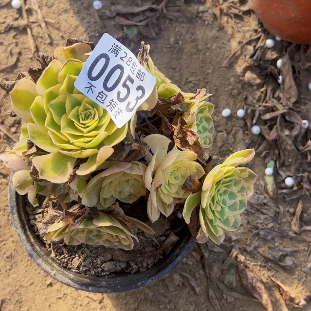 玉芙蓉多肉0053法师