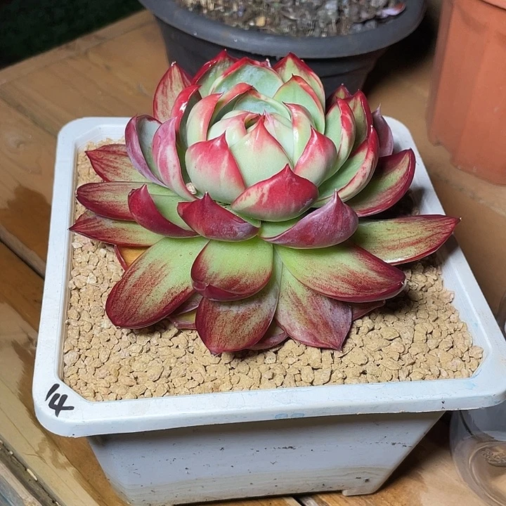 4***8惊鸿仙子多肉植物14号88