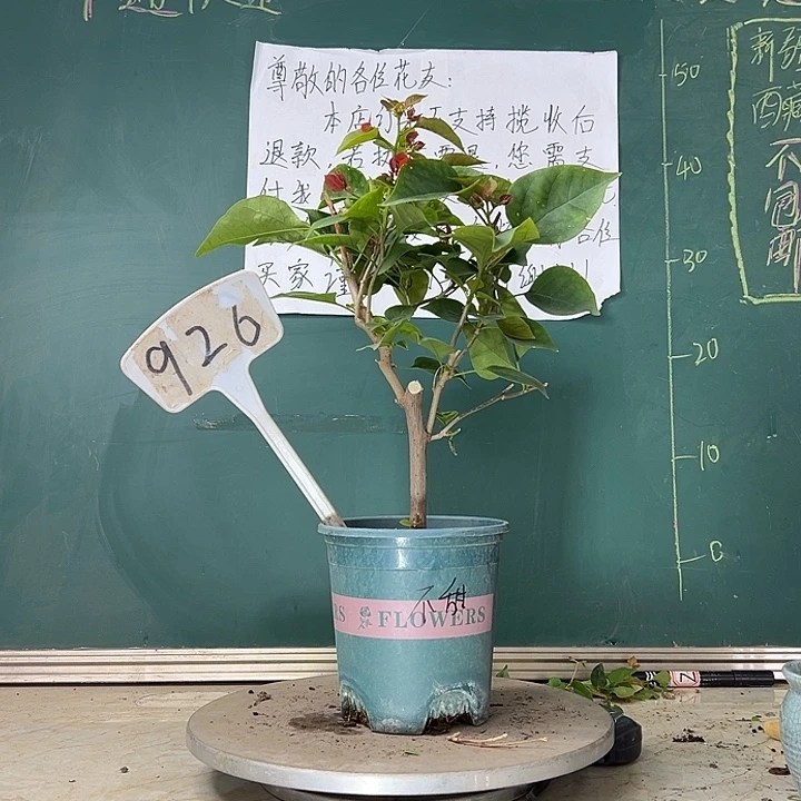 当前无花栽培后可以开花不甜西瓜 926