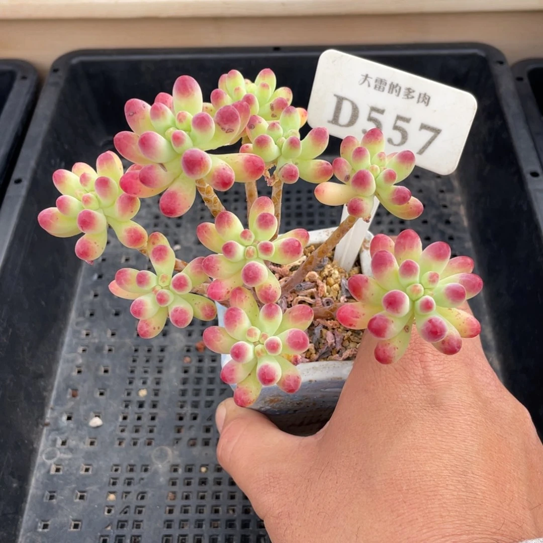 557乙女心不带盆12厘米