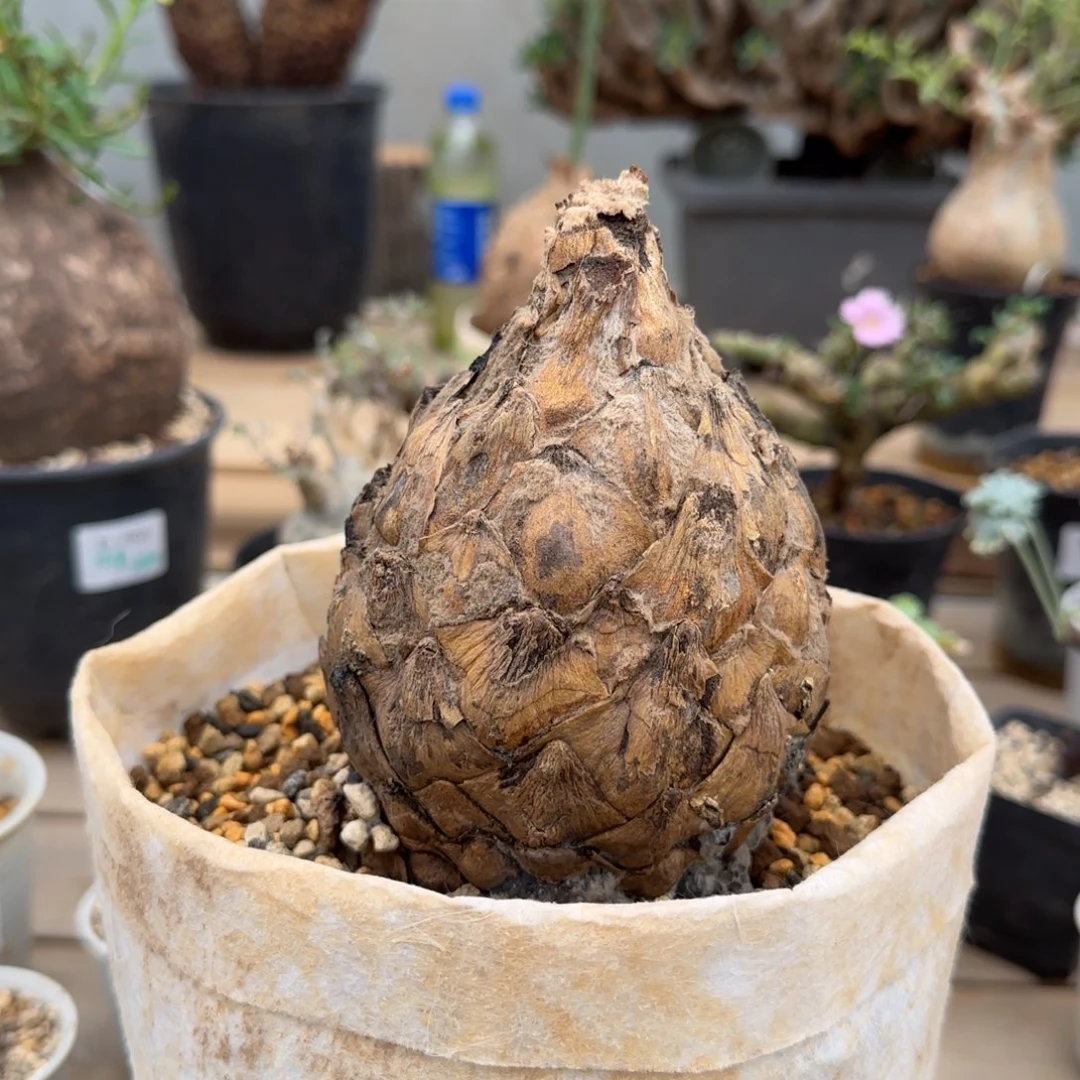 542蓝棘苏铁块根植物