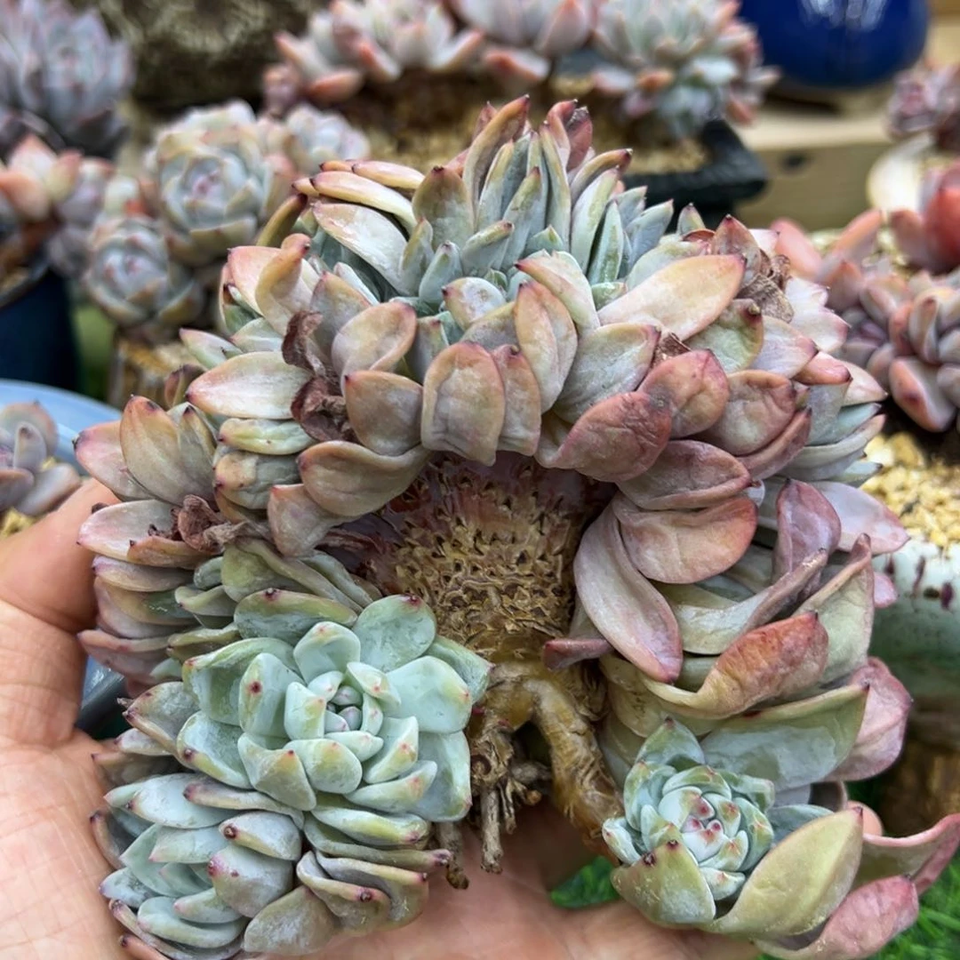 啊石榴籽星影小树福利缀化