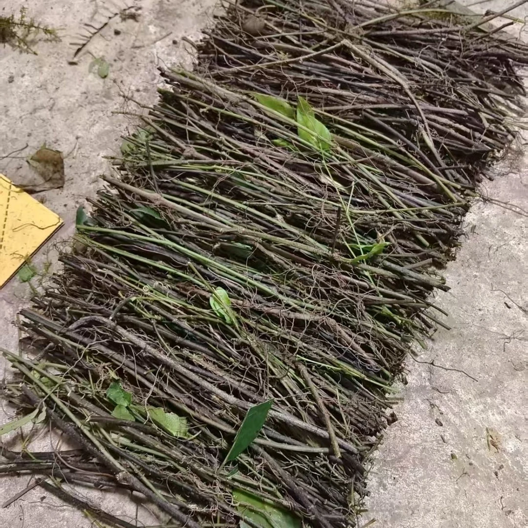 小叶紫藤三叶青扦插杆 二代杂交驯化种苗