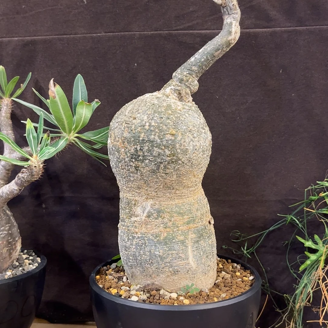汤圆植物魔妃雪花西番莲