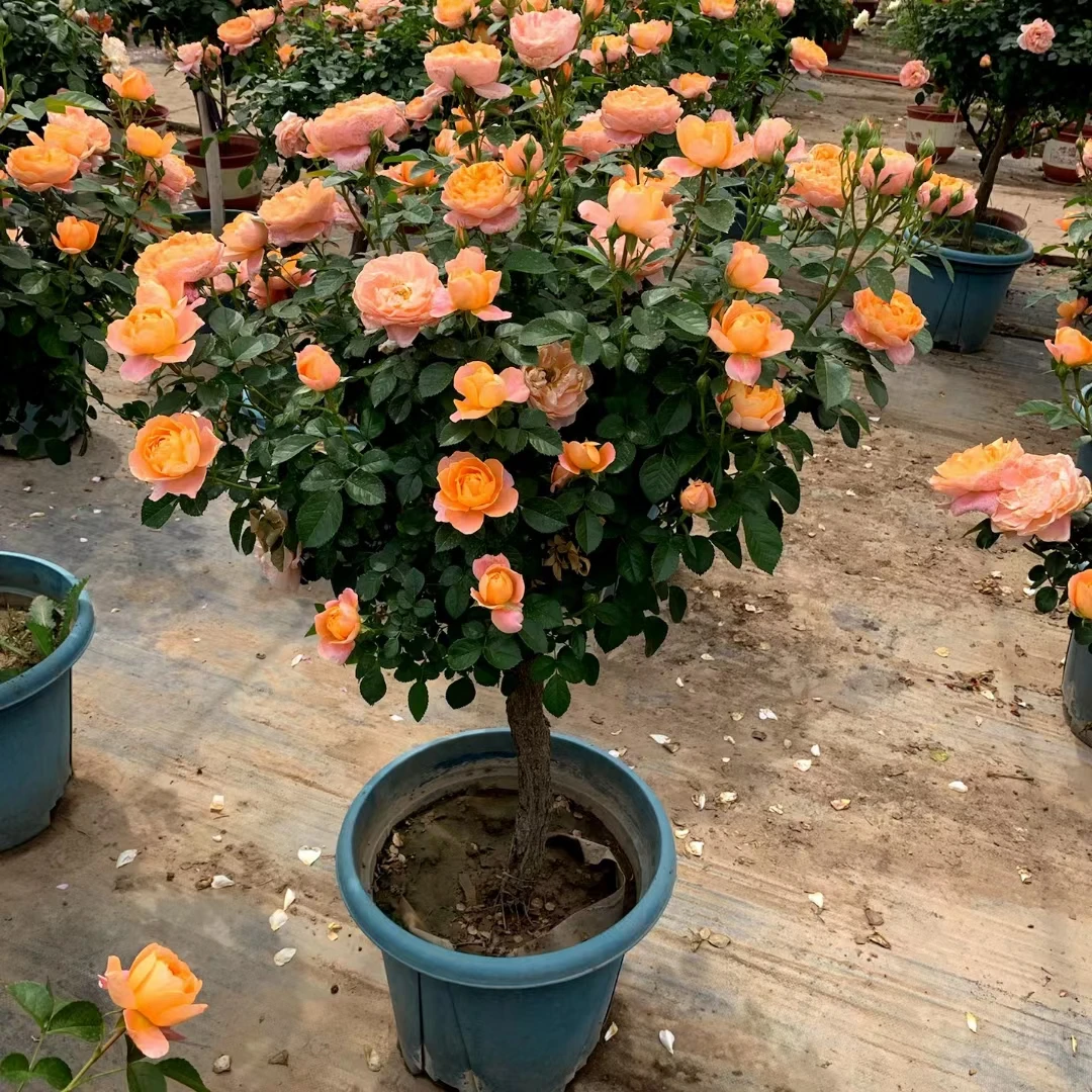 棒棒糖树桩月季花苗庭院阳台盆栽玫瑰树原盆发货