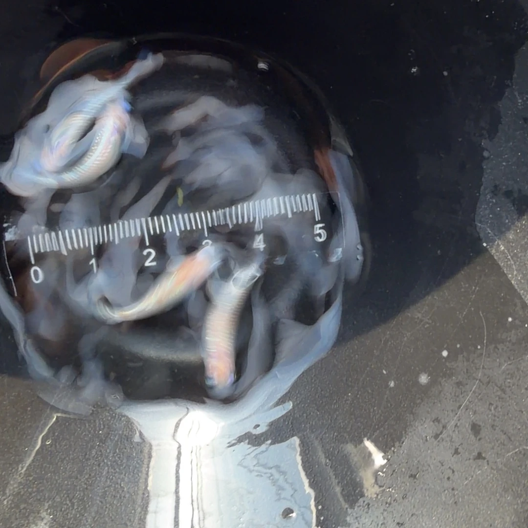 青鳉鱼观背青鳉30