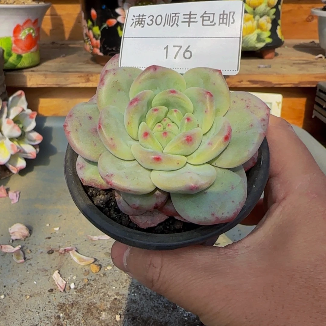 176凌雪多肉单头8cm