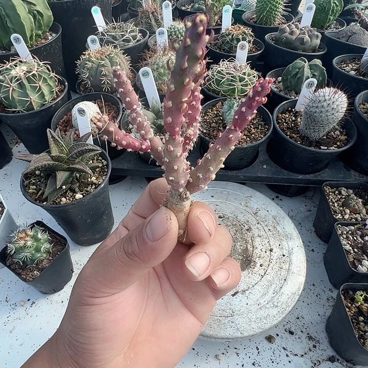 完全开放灯笼团扇脱土发