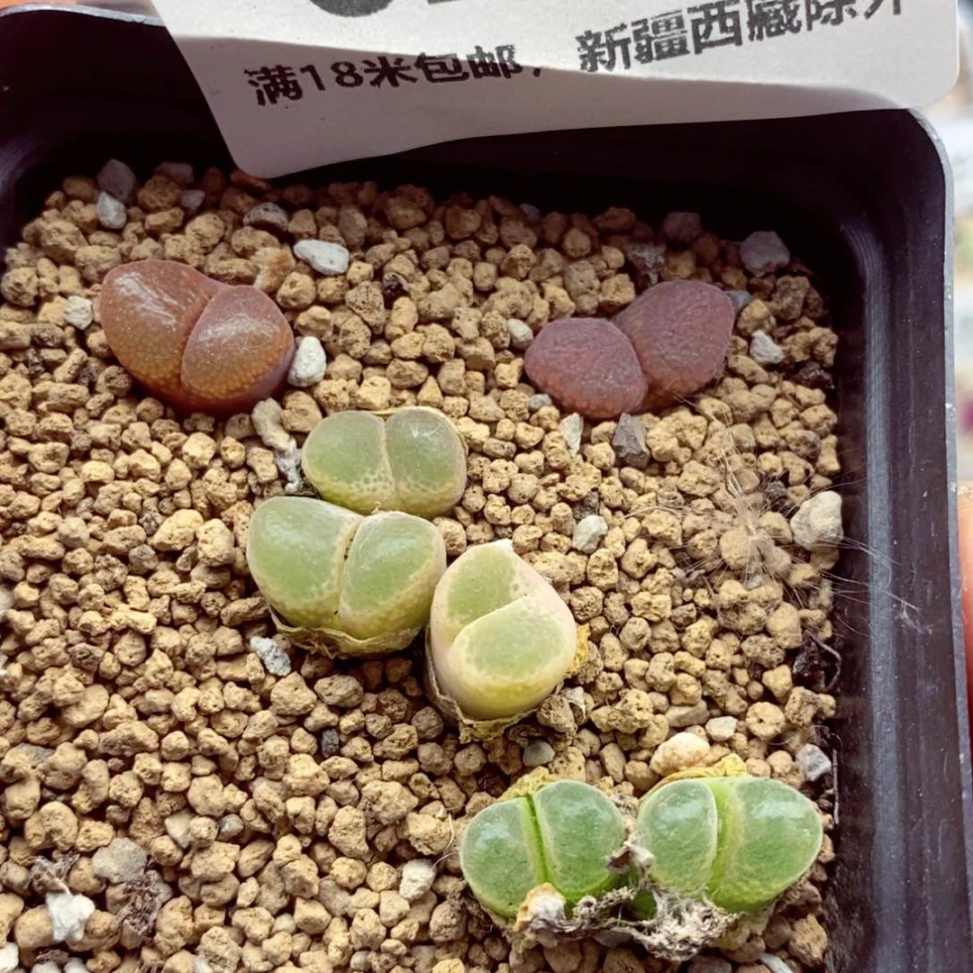 我的小姐姐们都是我6291