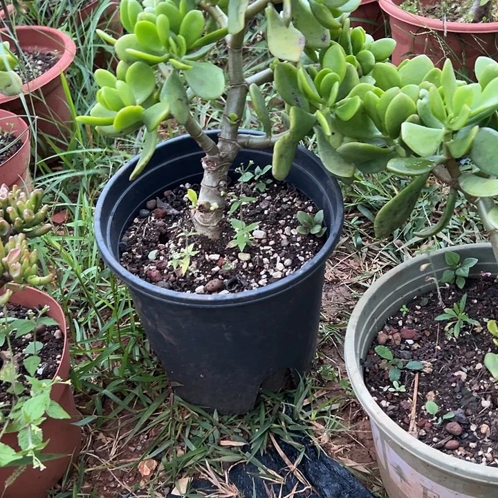 星***辰多肉植物实物直播实物66