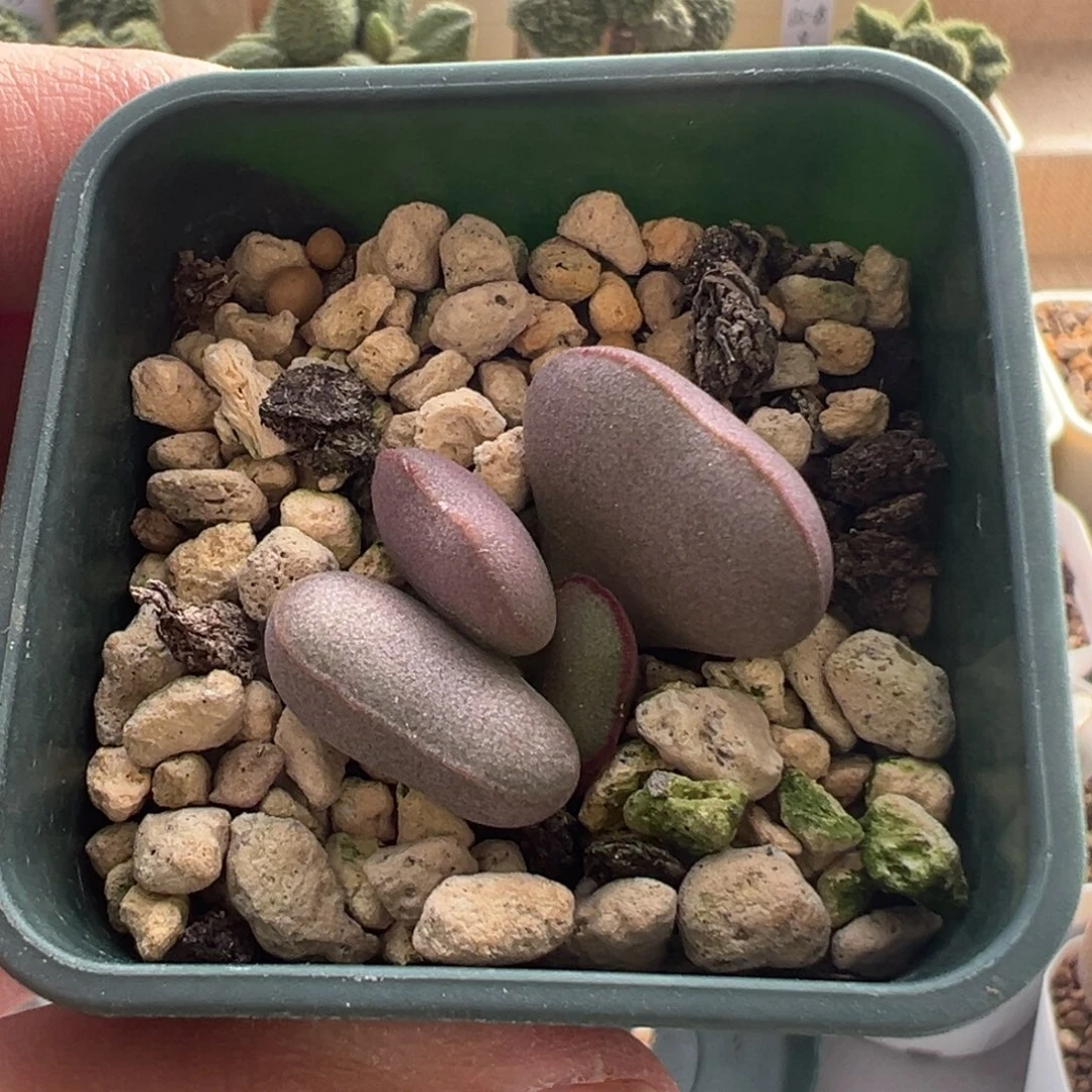 319 好看的水泡冲冲冲