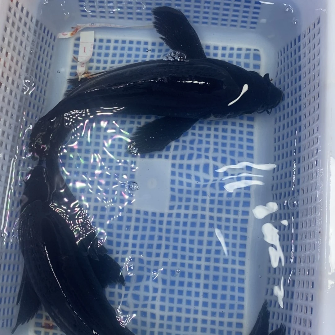 锦鲤冷水锦鲤包邮