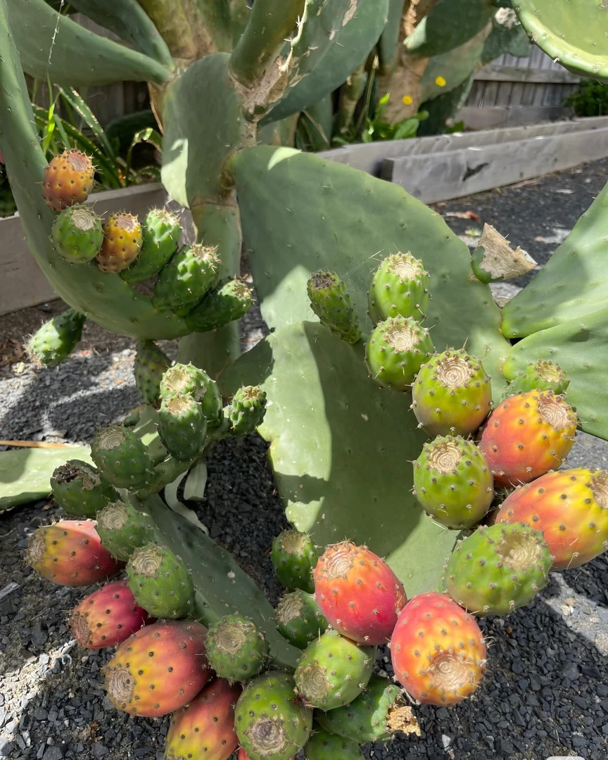 【云钻】红果仙人掌种植片拍一发二