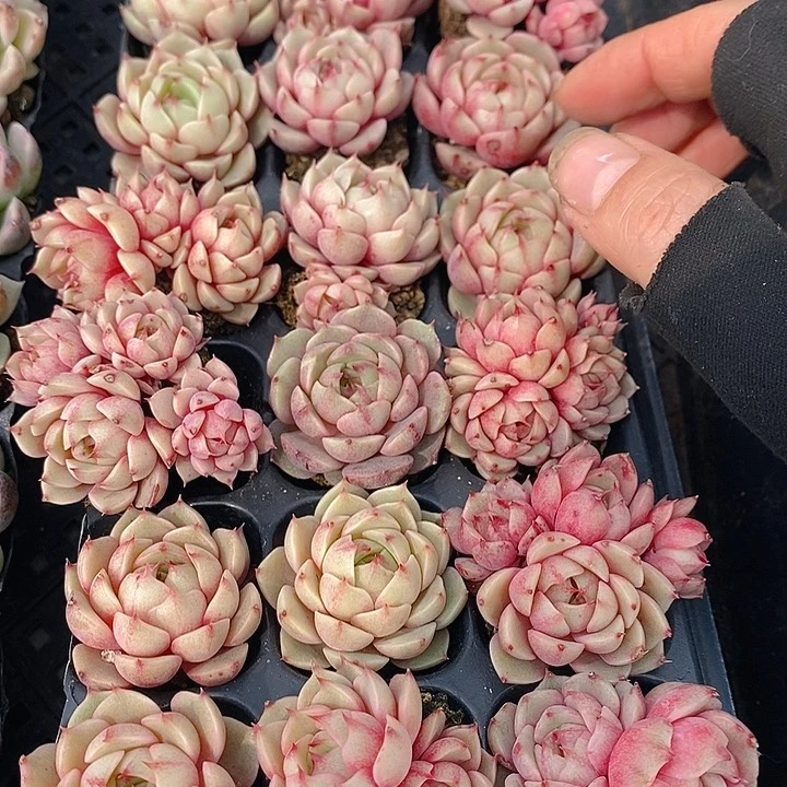 24 多肉植物盆栽花卉植物