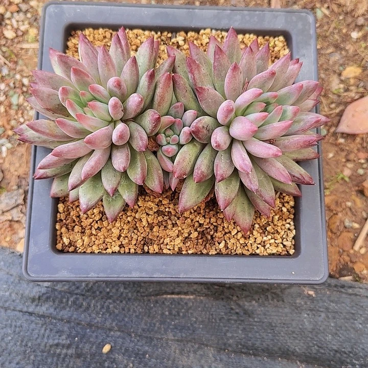 指*官！！！！！12484345