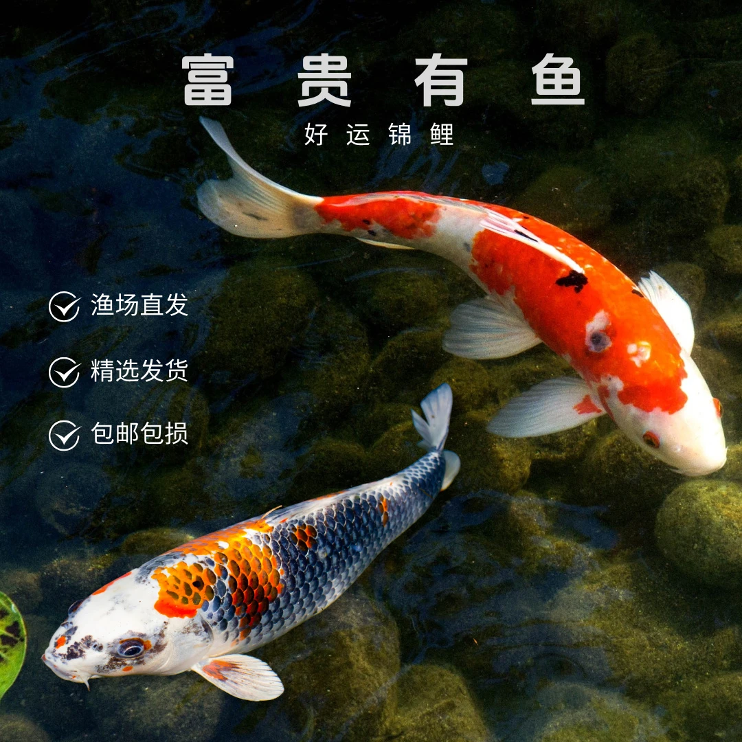锦鲤活鱼观赏鱼淡水红白好养纯种丹顶昭和大正三色耐活锦鲤鱼