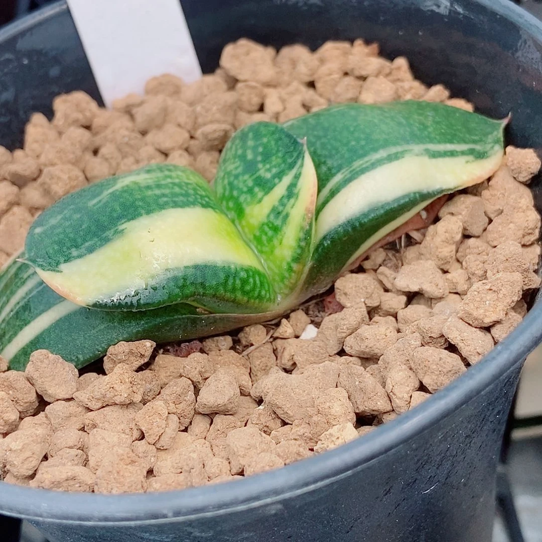 9卧牛实生锦带盆发货