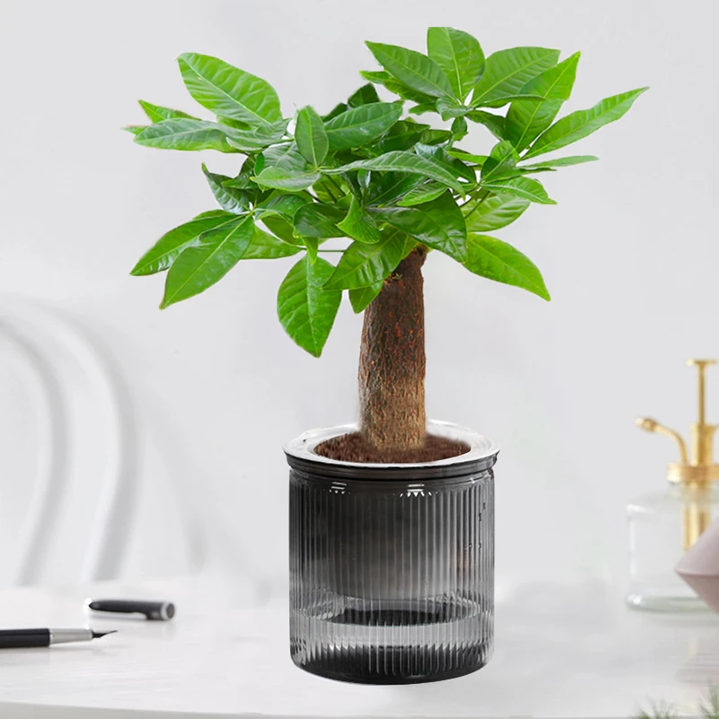 【花伴水】新品发财树盆栽轻奢圆柱盆室内办公桌客厅