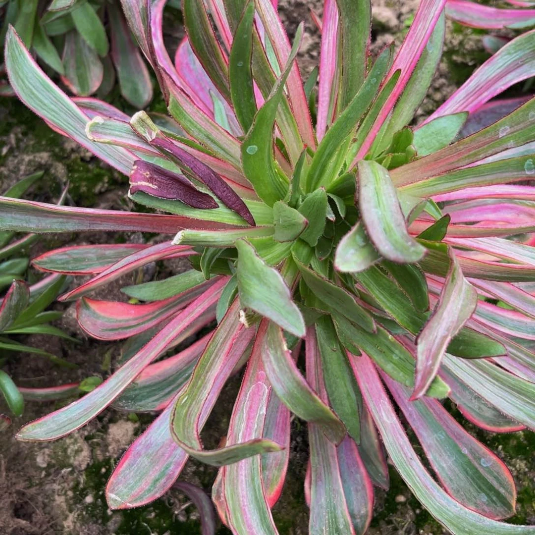 火风多肉植物捧花的