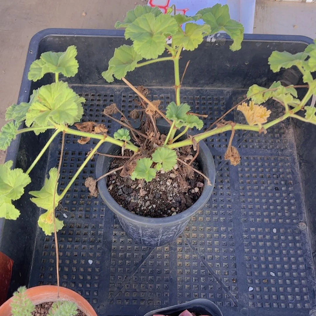 多肉多肉637多肉植物