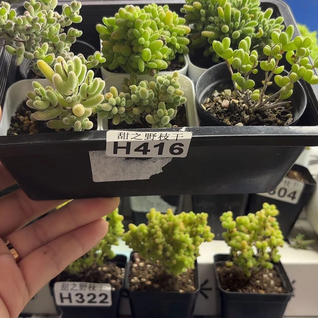 爽***们组合套餐枝干番杏416。