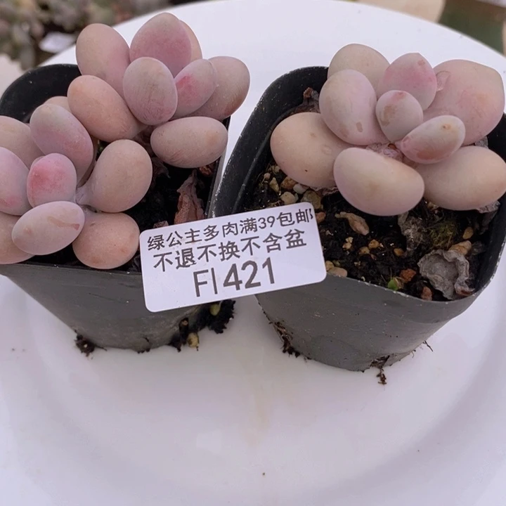 桃蛋2棵421多肉植物