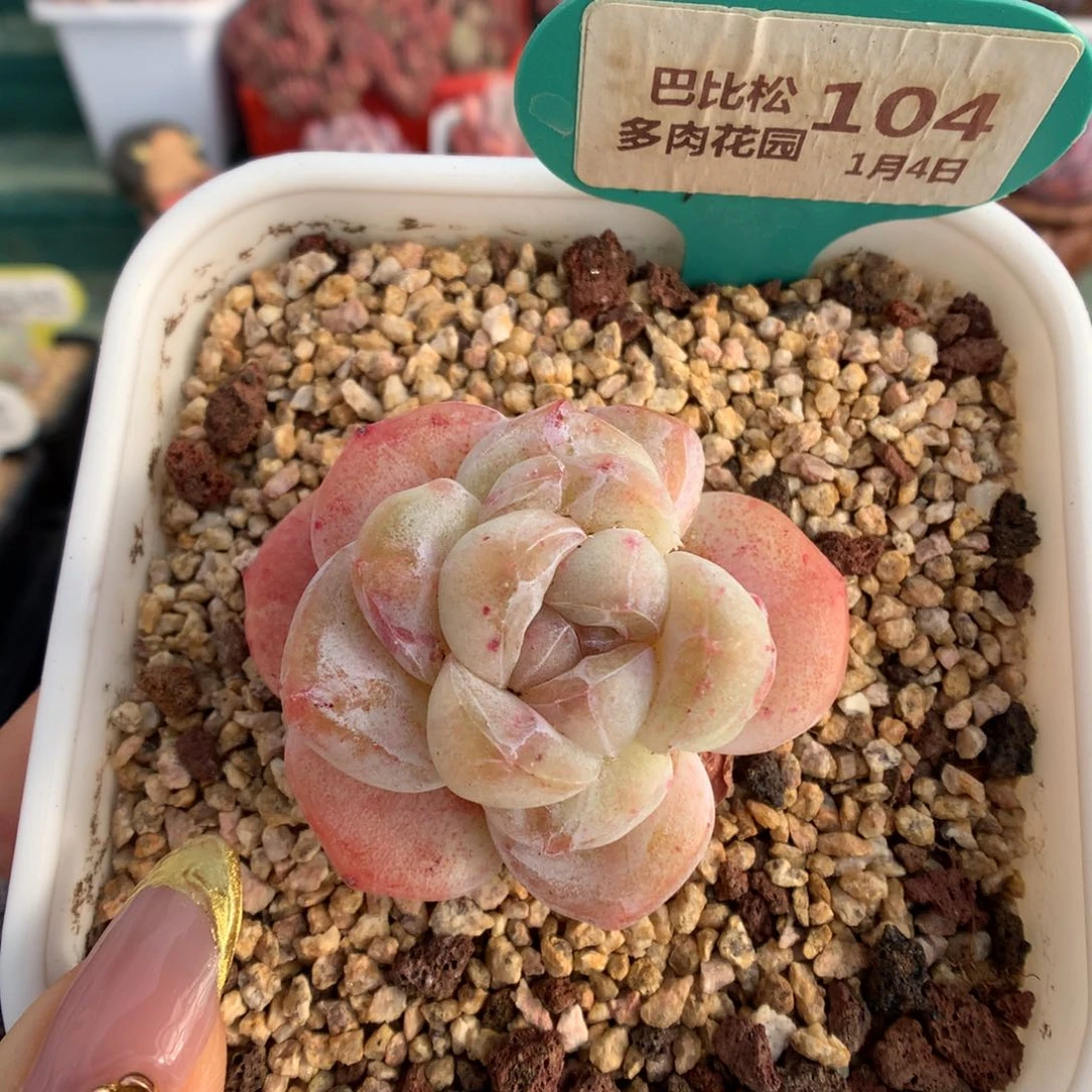 派*星104冰玉石化多肉植物