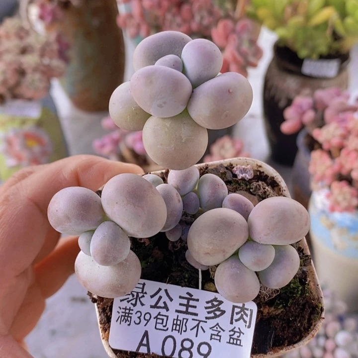 芭比奶洛5cm089多肉植物