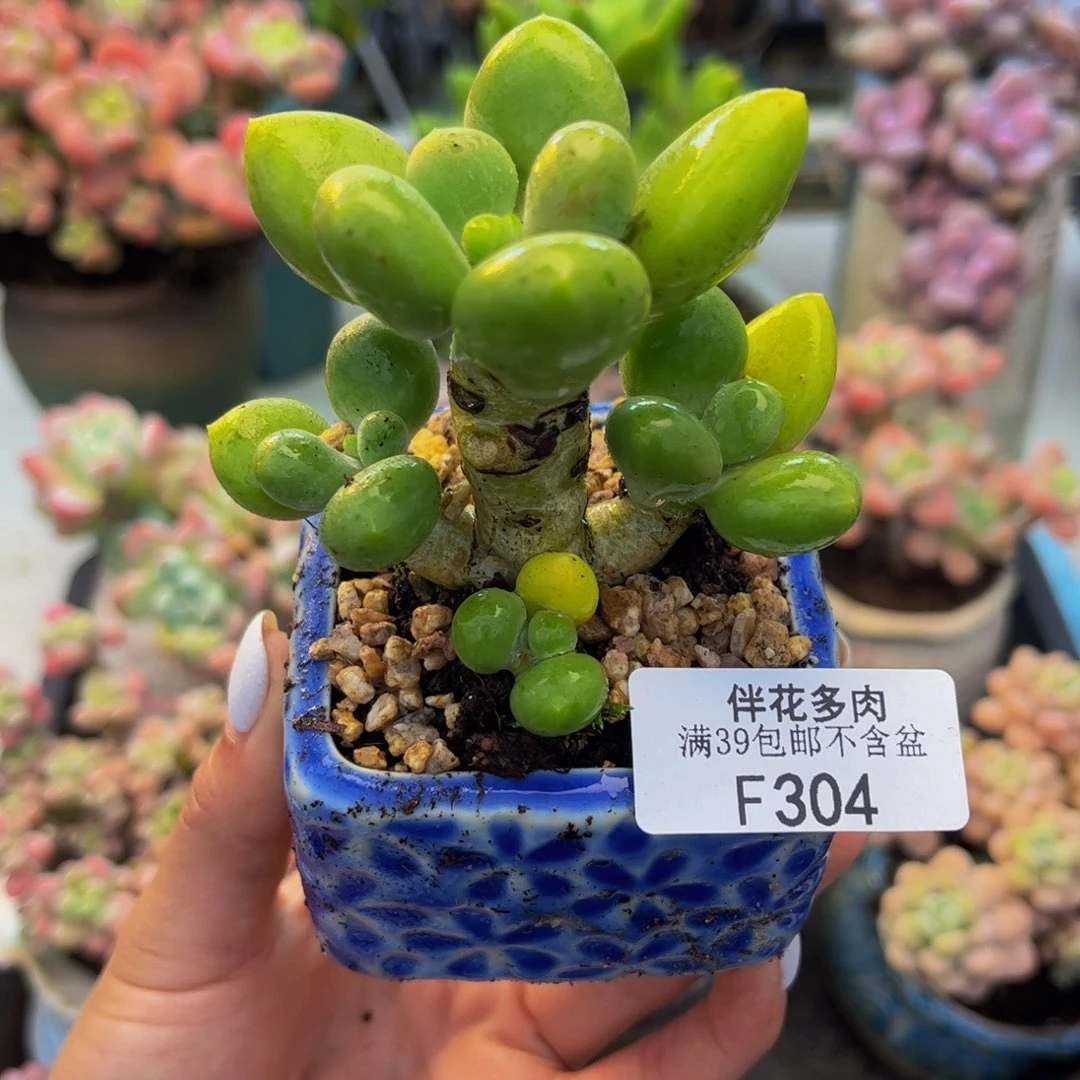 304-芒果奶多肉5cm