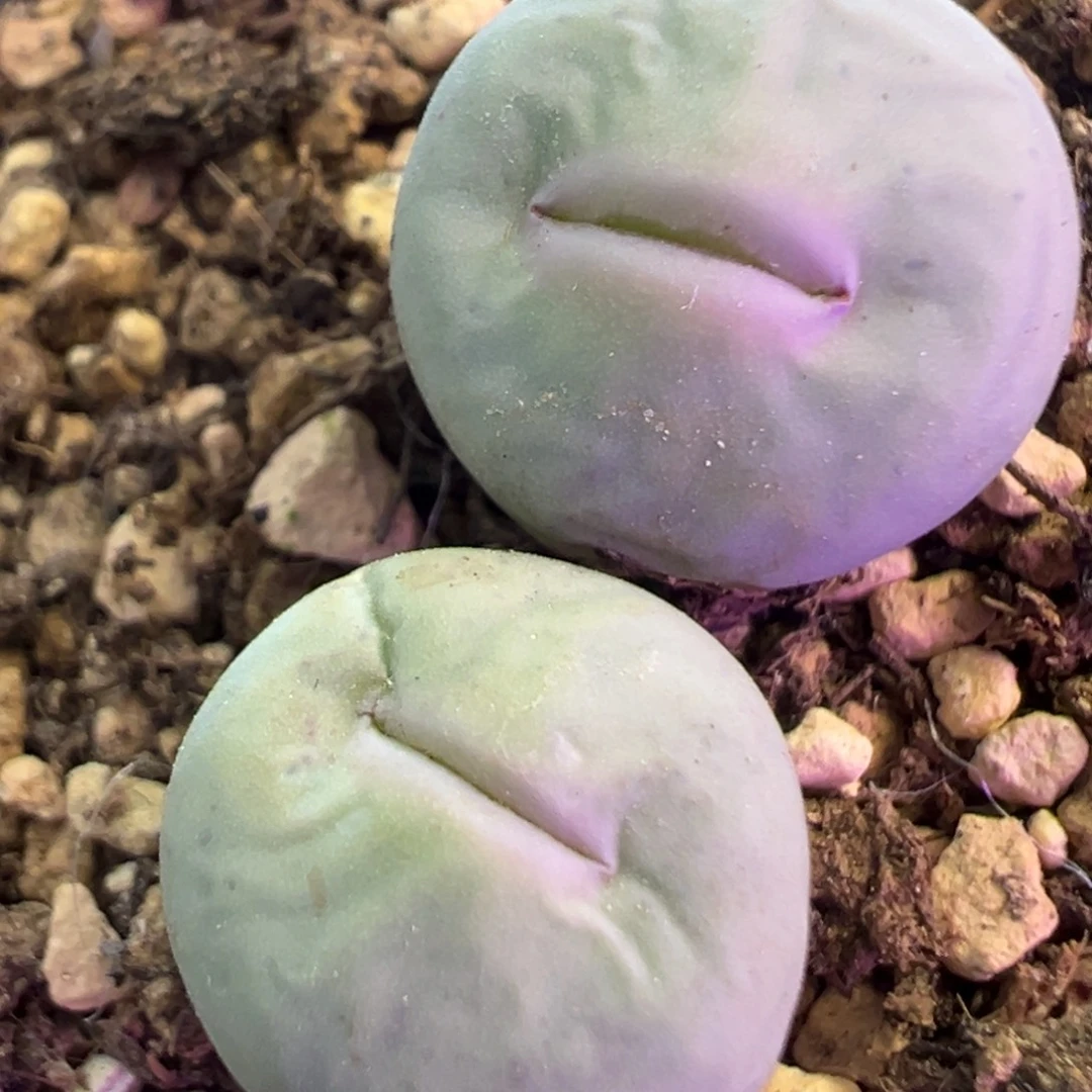 大嘴奶油 肉锥植物