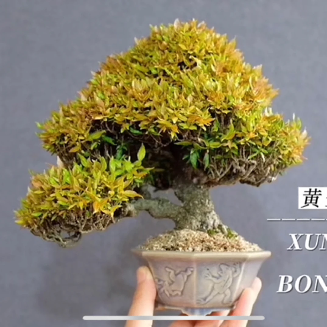 日本黄金缩缅葛 日本小叶落石 微型盆景素材小苗 进口植物品种