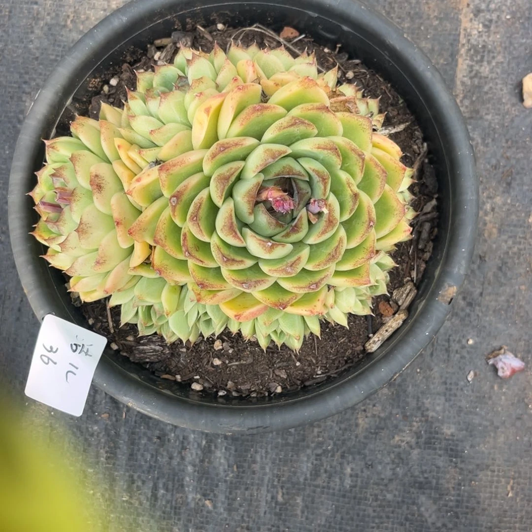 z**儿水晶杂，多肉植物