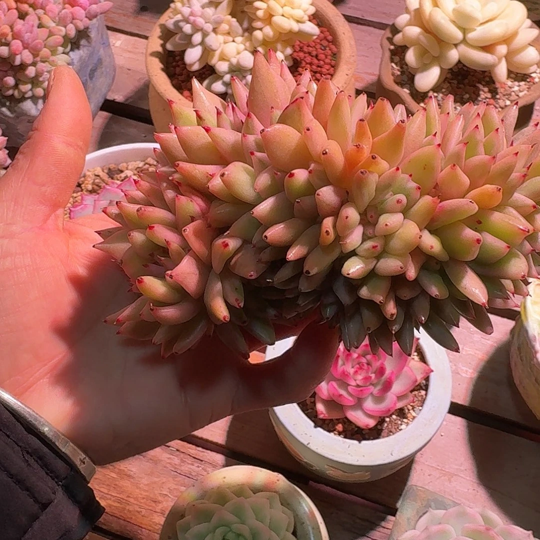 艾克魂缀化锦多肉多肉