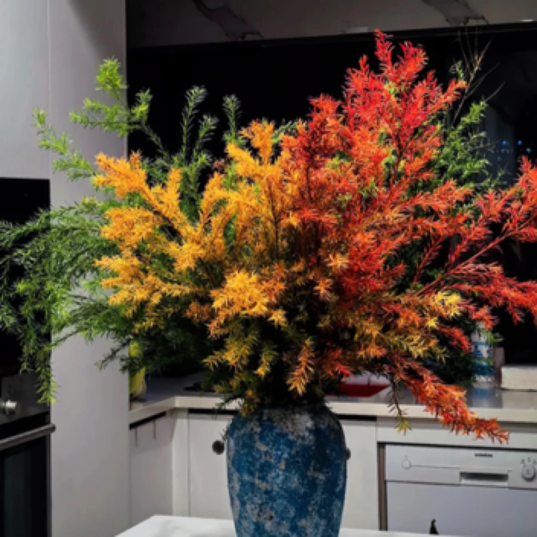 【千层金】淡淡草木清香、山东日照基地直发