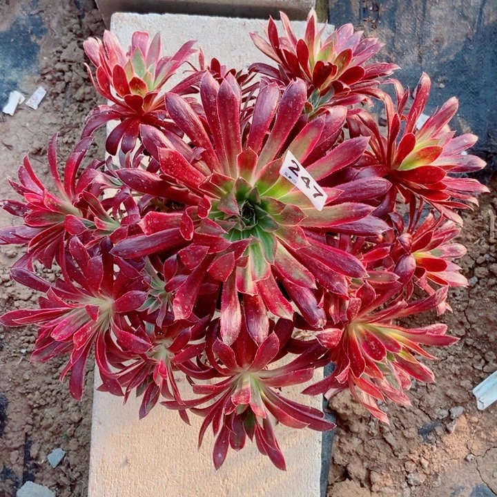 孔雀锦247多肉1111