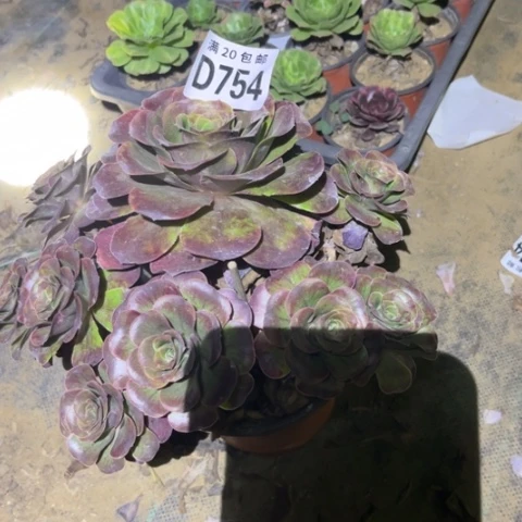 754枚金玫瑰不包断枝