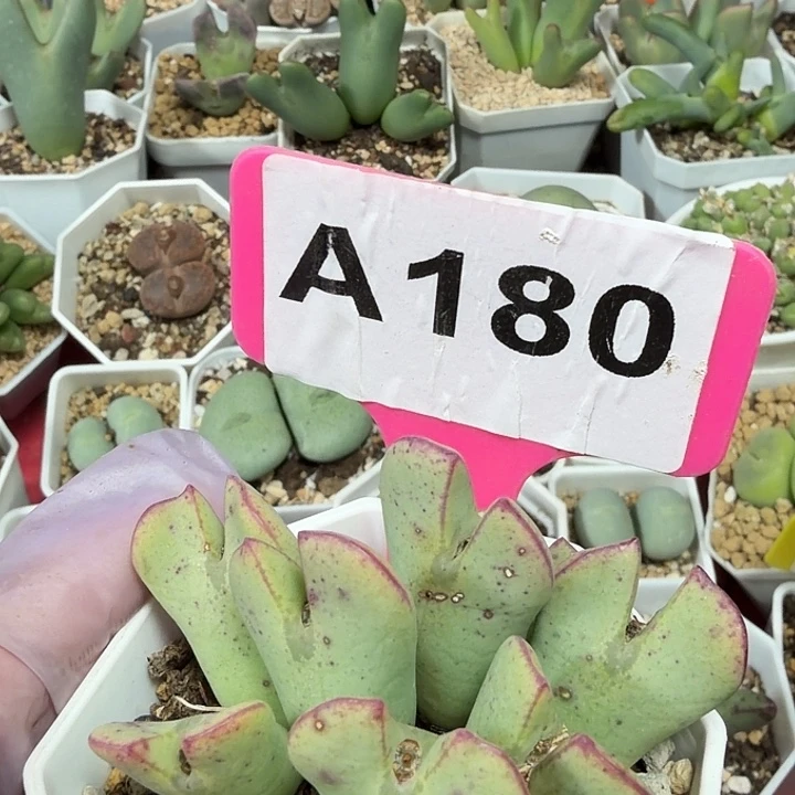 180mmmmmmmnnnbbbbbbbbb