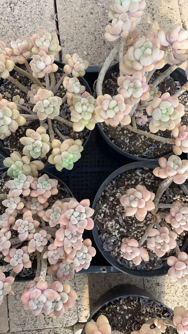 草莓蛋糕    多肉绿植