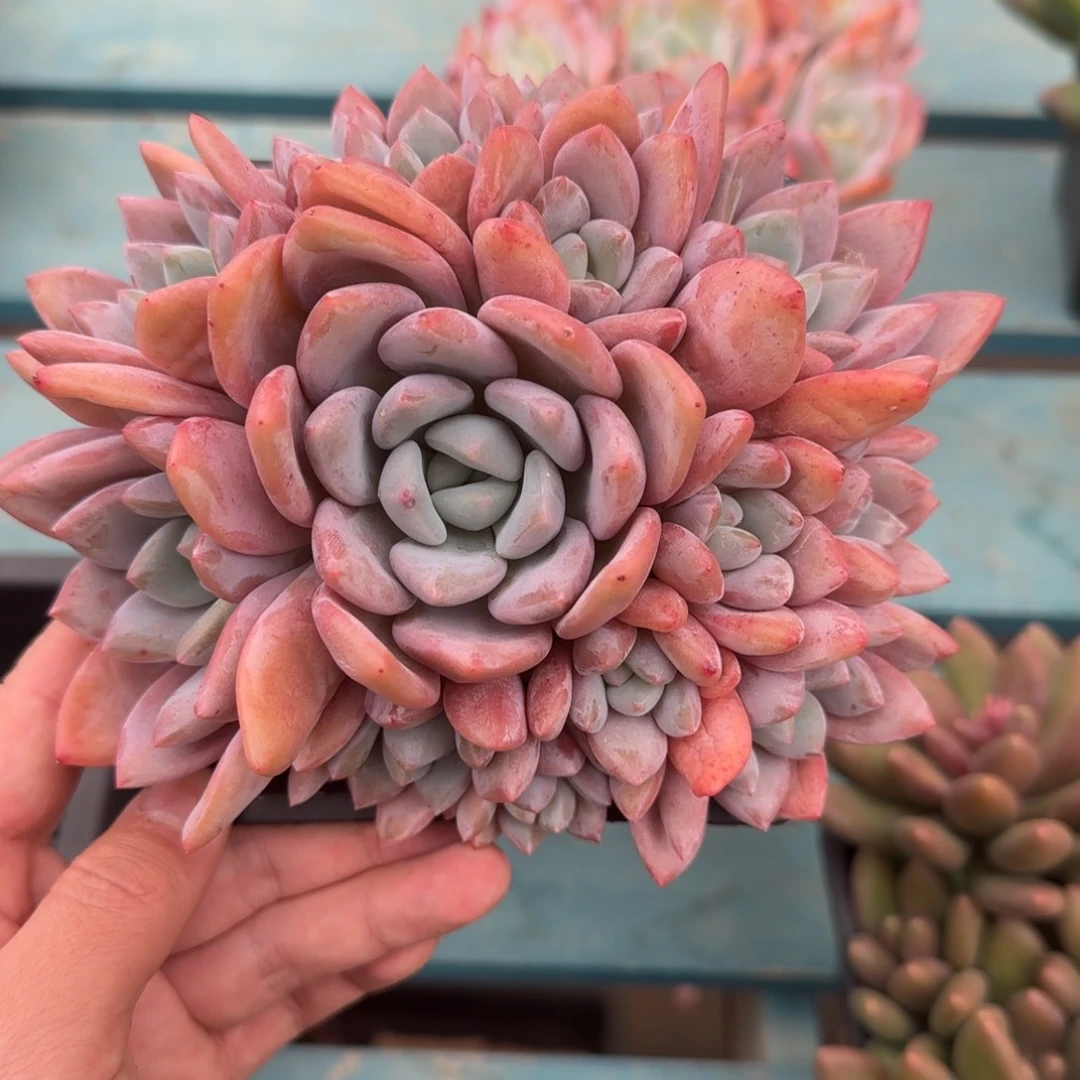 14头果糖，发货点延迟