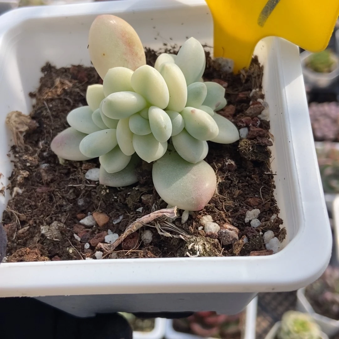 879洛神锦多肉植物