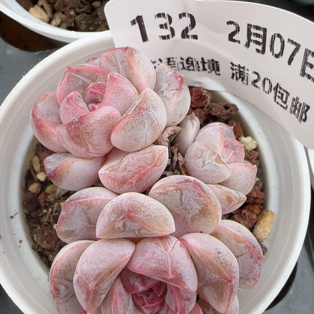 花语逸境0207-132