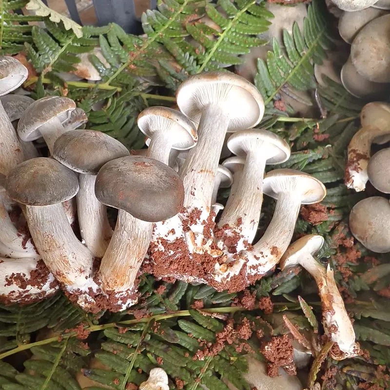 云南农产品新鲜北风菌