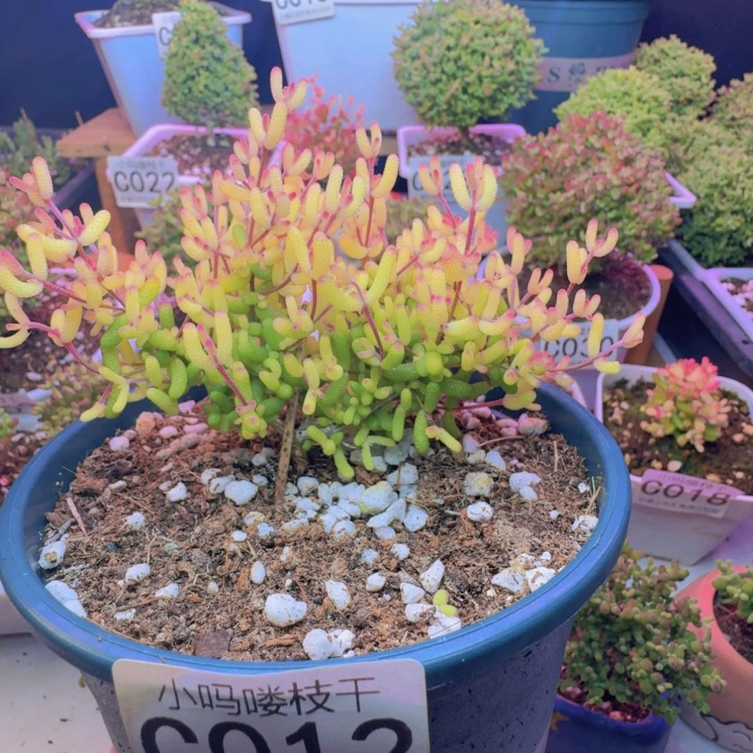 枝干番杏蜜桔糖球012