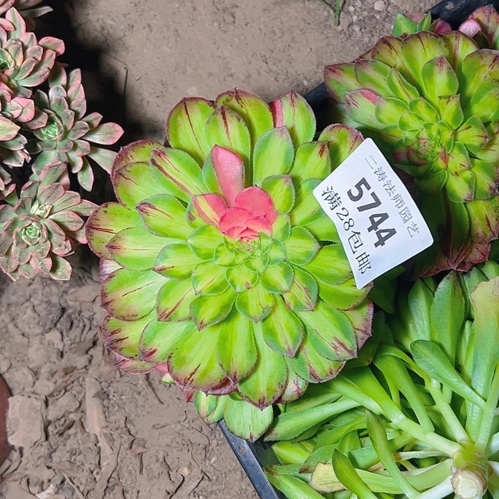 5744无根知否多肉植物2号