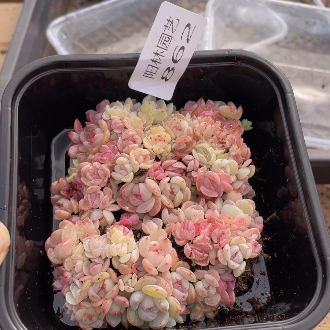 多肉植物多肉植物862